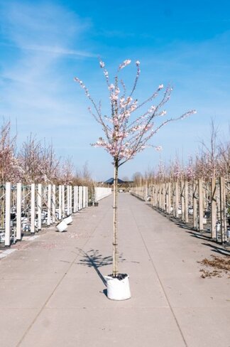 Rosa Winterkirsche  | Prunus subhirtella 'Autumnalis Rosea'