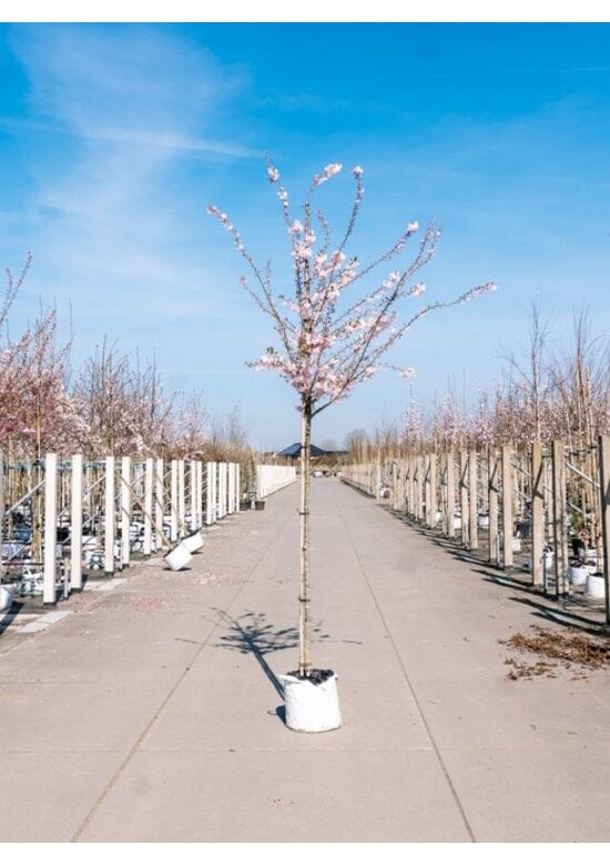 Rosa Winterkirsche  | Prunus subhirtella 'Autumnalis Rosea'