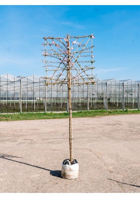 Rosa Winterkirsche Spalier | Prunus subh. 'Autumnalis Rosea'