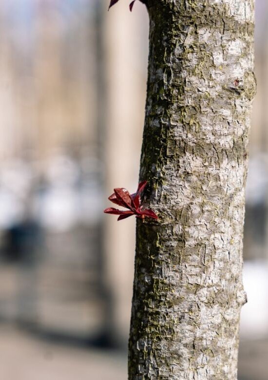 Blutpflaume Baum Nigra Kaufen | mit 3 Jahren Garantie - Venovi