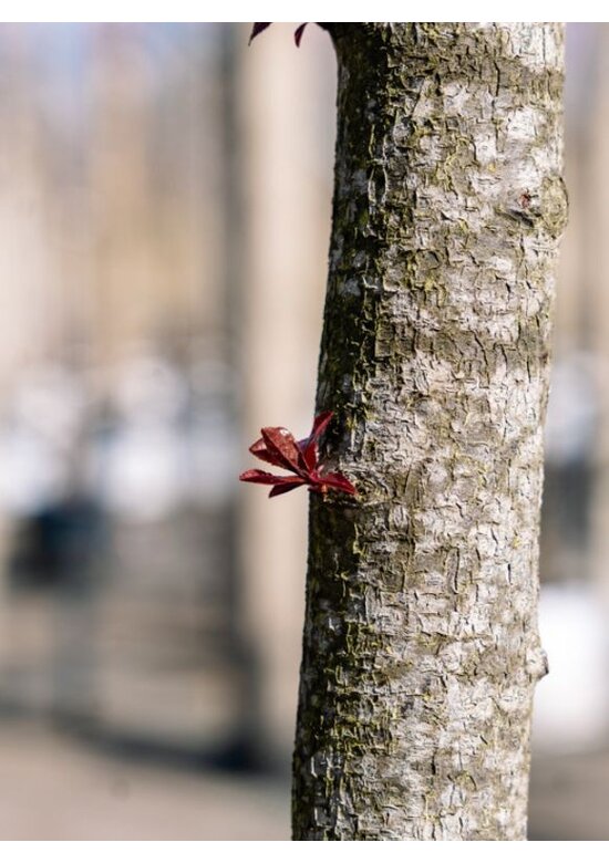 Blutpflaume Baum | Prunus cerasifera 'Nigra'