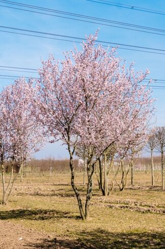 Blutpflaume Mehrstämmig 'Nigra' | Prunus cerasifera 'Nigra'