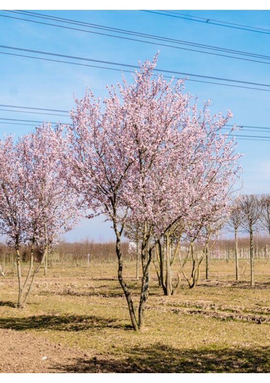 Blutpflaume Mehrstämmig 'Nigra' | Prunus cerasifera 'Nigra'