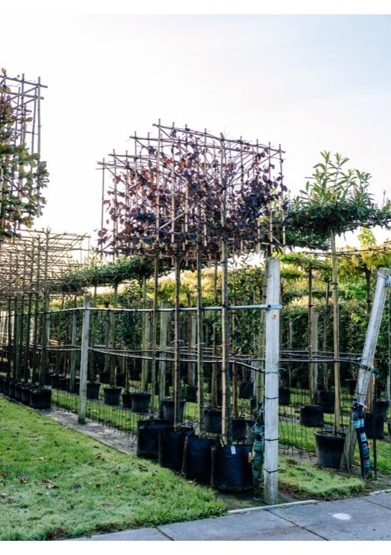 Blutpflaume Spalier | Prunus cerasifera 'Nigra'