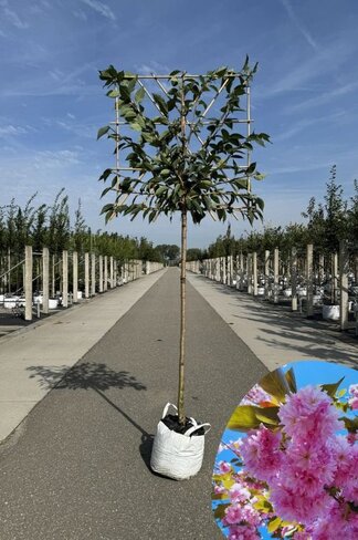 Japanische Nelkenkirsche Spalier | Prunus serrulata 'Kanzan'