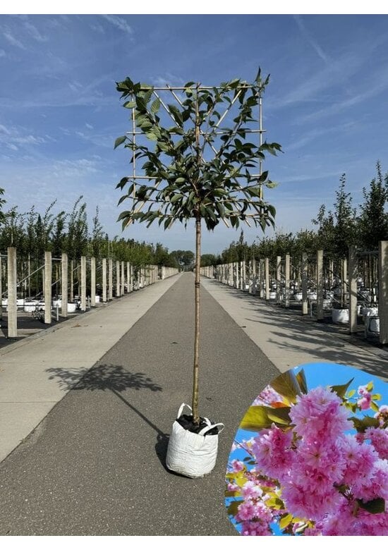 Japanische Nelkenkirsche Spalier | Prunus serrulata 'Kanzan'