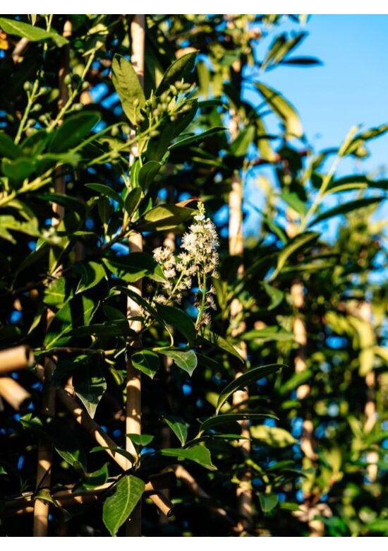 Kaukasischer Kirschlorbeer | Prunus laurocerasus 'Caucasica'