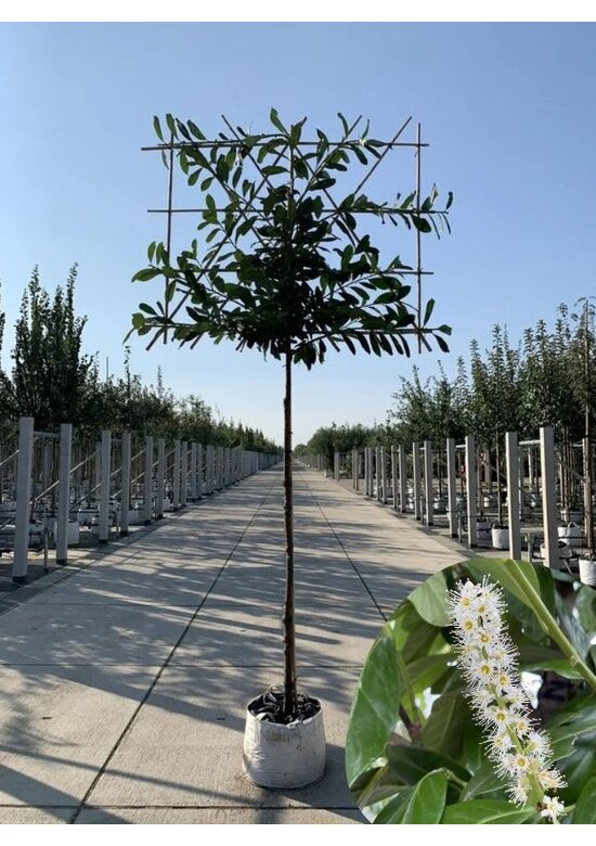 Kirschlorbeer Spalierbaum | Prunus laurocerasus 'Novita'