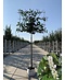 Venovi GmbH Kirschlorbeer 'Novita' spalier | Prunus laurocerasus 'Novita'