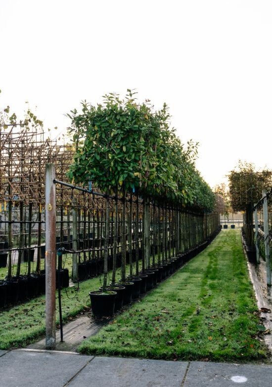Kirschlorbeer Spalierbaum Novita | 3 Jahre Garantie - Venovi