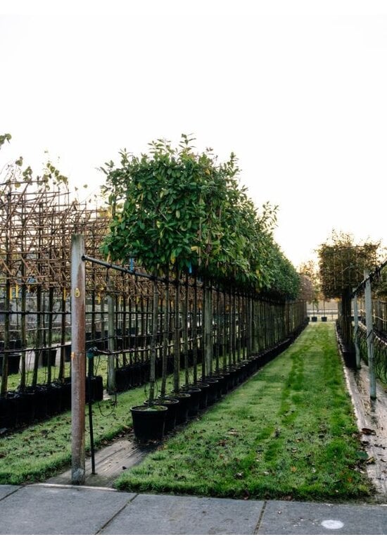 Kirschlorbeer 'Novita' spalier | Prunus laurocerasus 'Novita'