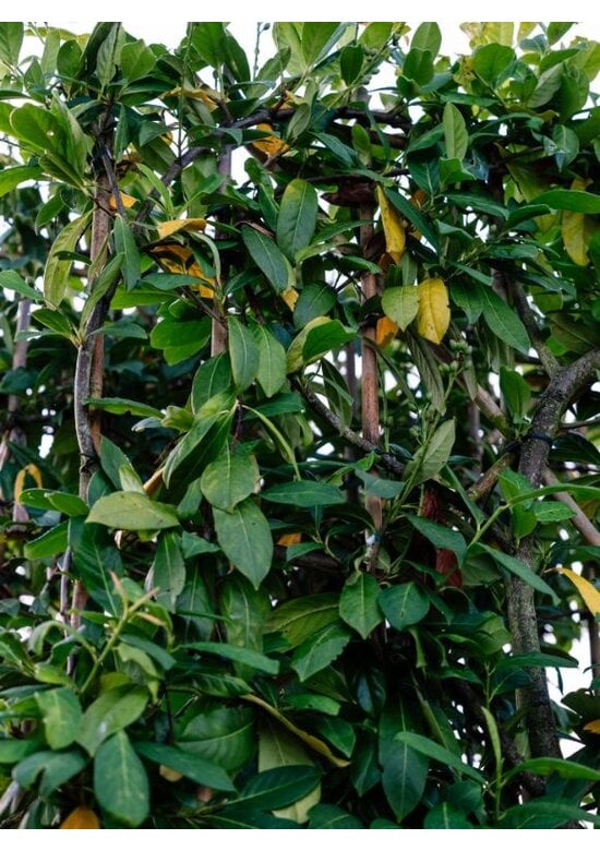 Kirschlorbeer Spalierbaum | Prunus laurocerasus 'Novita'