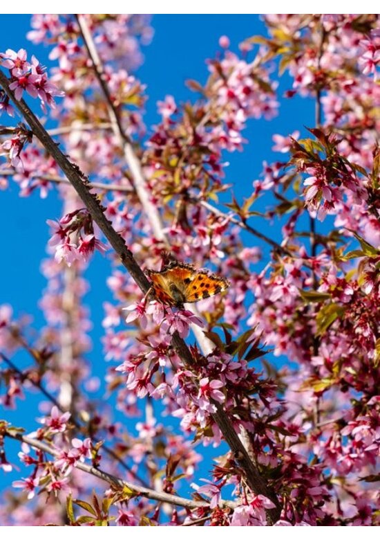 Zierkirsche 'Okame' | Prunus 'Okame'
