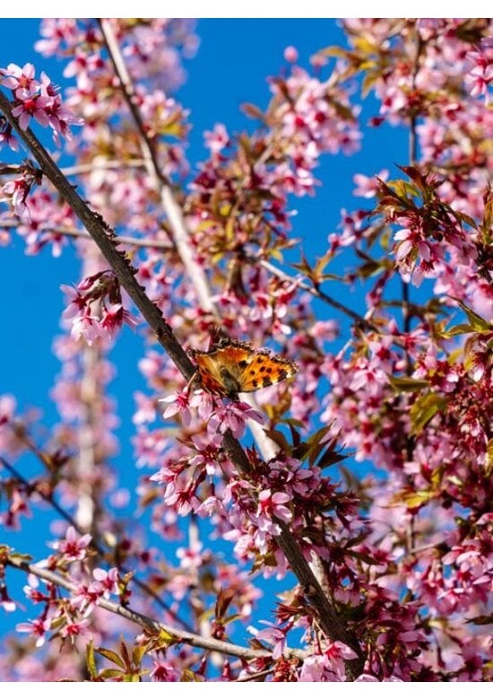 Zierkirsche 'Okame' | Prunus 'Okame'