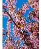 Zierkirsche 'Okame' | Prunus 'Okame'