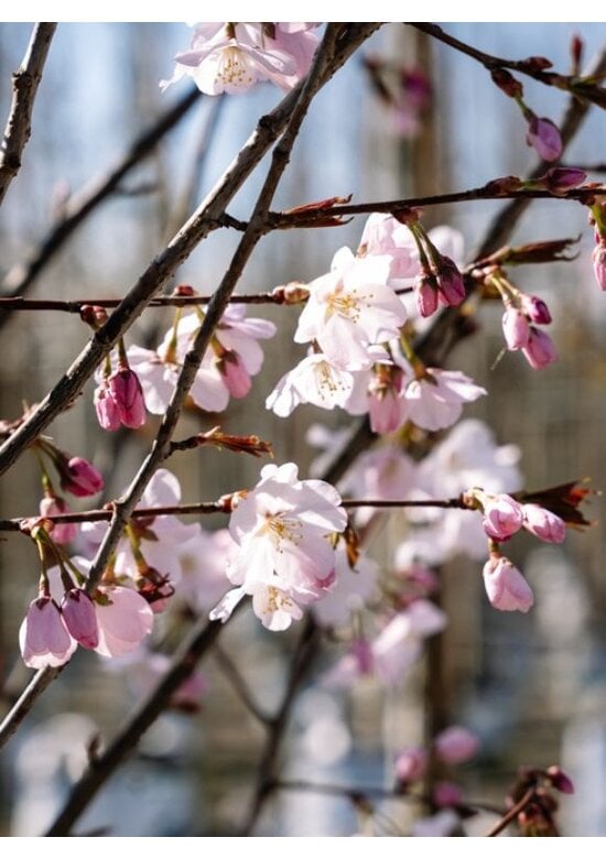Berg-Kirsche Rancho | Prunus sargentii 'Rancho'