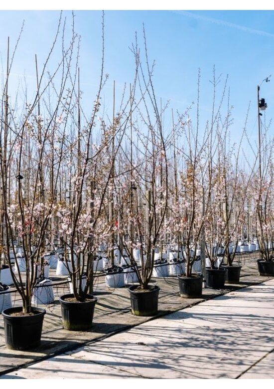 Scharlach-Kirsche  Mehrstämmig 'Rancho' | Prunus sargentii 'Rancho'