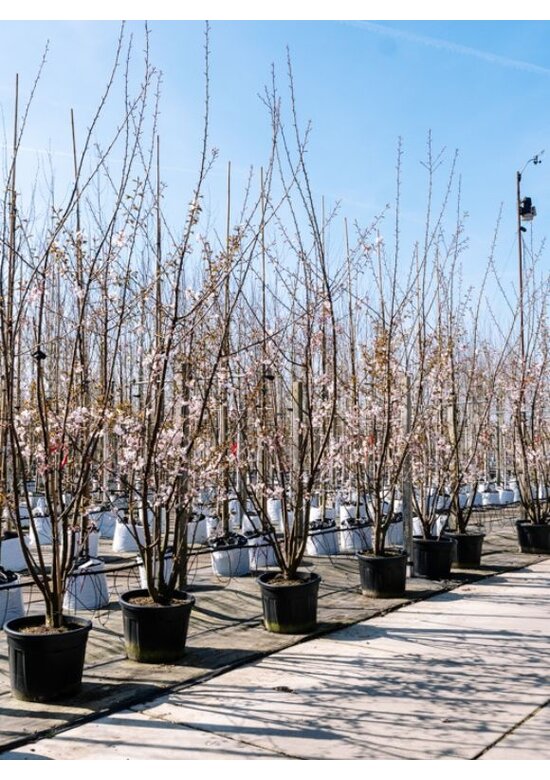 Scharlach-Kirsche  Mehrstämmig 'Rancho' | Prunus sargentii 'Rancho'