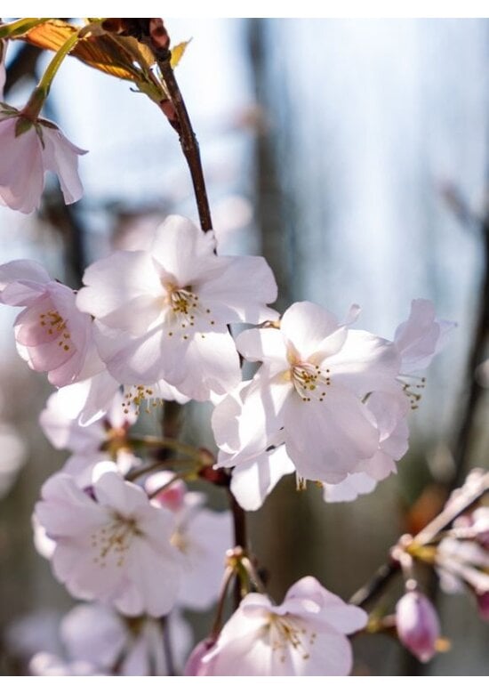 Scharlach-Kirsche  Mehrstämmig 'Rancho' | Prunus sargentii 'Rancho'