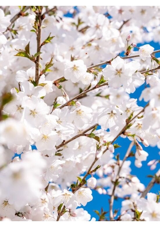 Brautkirsche - Mehrstämmig | Prunus incisa 'The Bride'