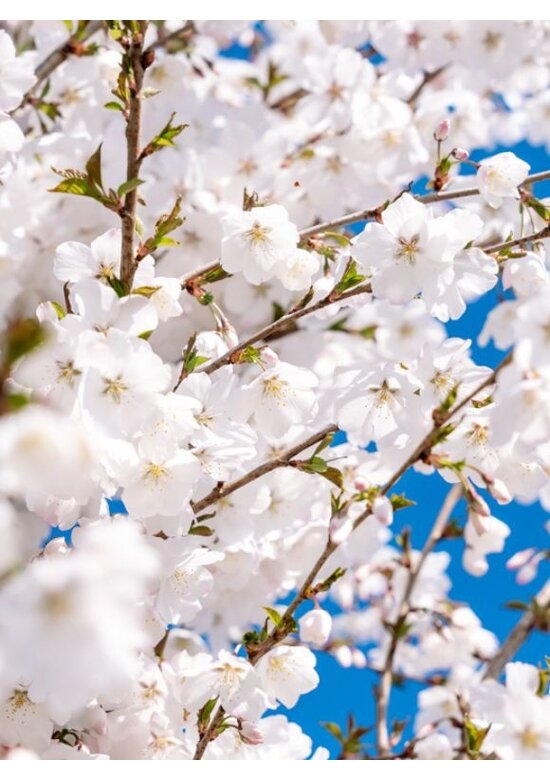 Brautkirsche - Mehrstämmig | Prunus incisa 'The Bride'
