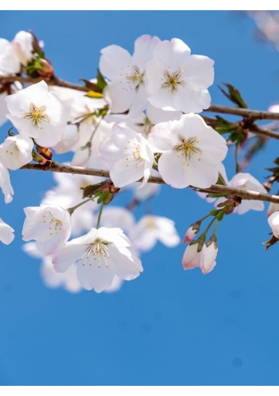 Brautkirsche - Mehrstämmig | Prunus incisa 'The Bride'
