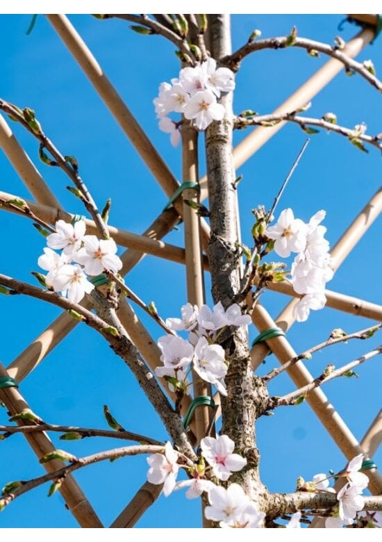 Yoshino Kirsche Spalier | Prunus 'Yedoensis'