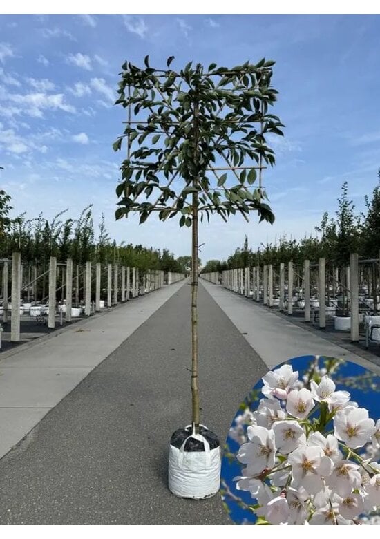 Yoshino Kirsche Spalier | Prunus 'Yedoensis'