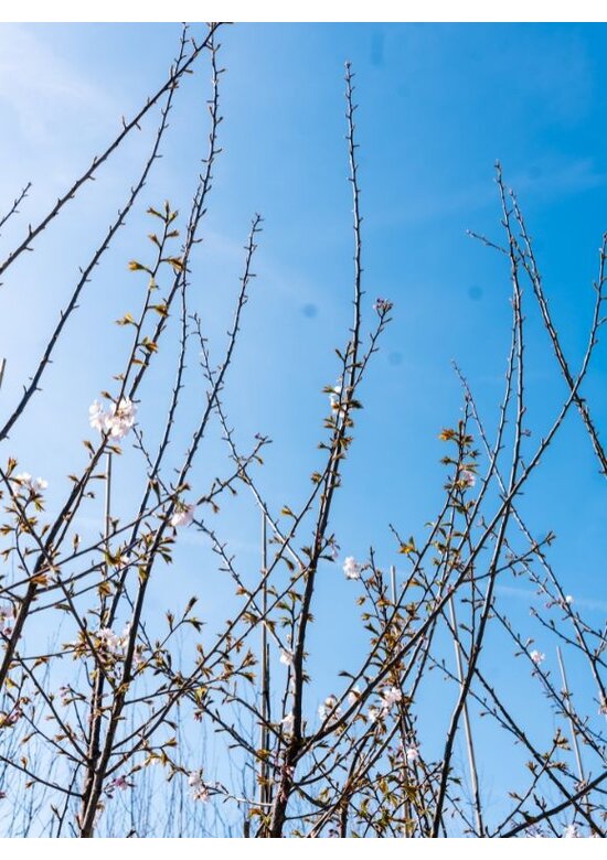 Berg-Kirsche Rancho | Prunus sargentii 'Rancho'