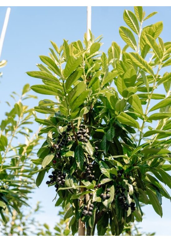 Kirschlorbeer Hochstamm | Prunus laurocerasus 'Novita'