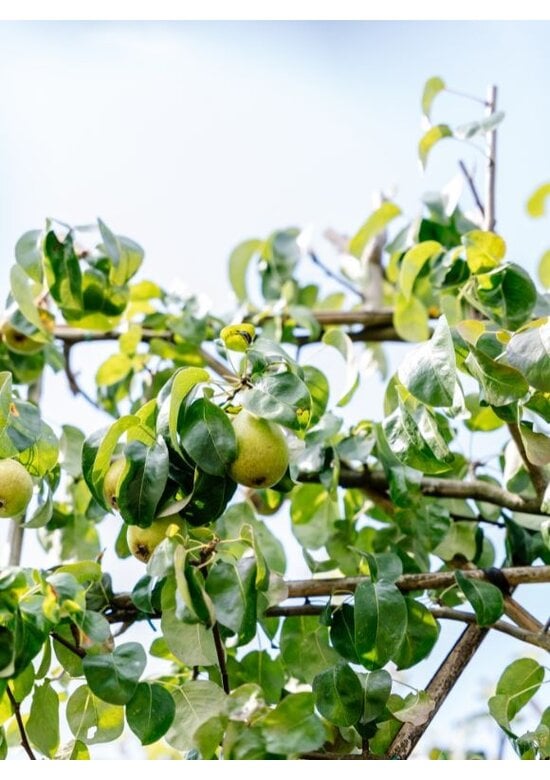 Birne Spalierbaum 'Conference' | Pyrus communis 'Conference'