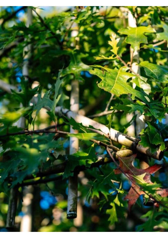 Sumpf-Eiche - Spalierbaum | Quercus palustris