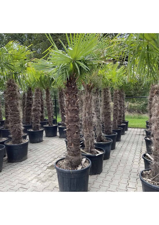 Chinesische Hanfpalme | Trachycarpus fortunei