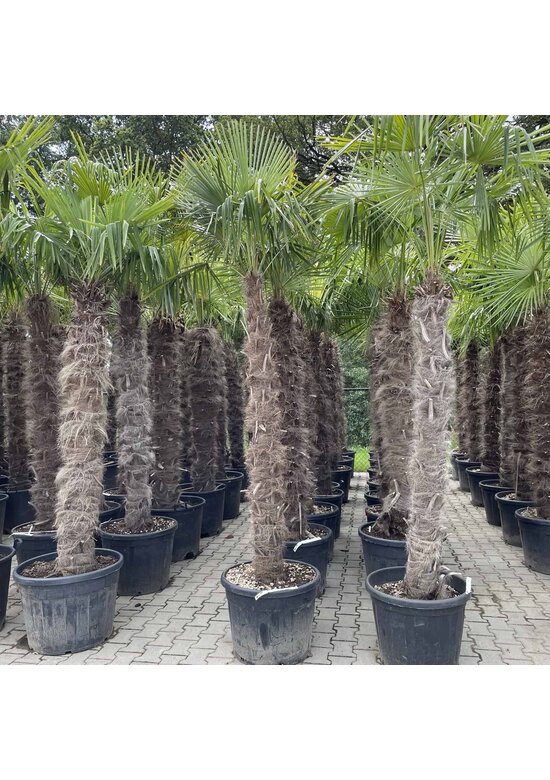 Chinesische Hanfpalme | Trachycarpus fortunei