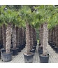 Chinesische Hanfpalme | Trachycarpus fortunei