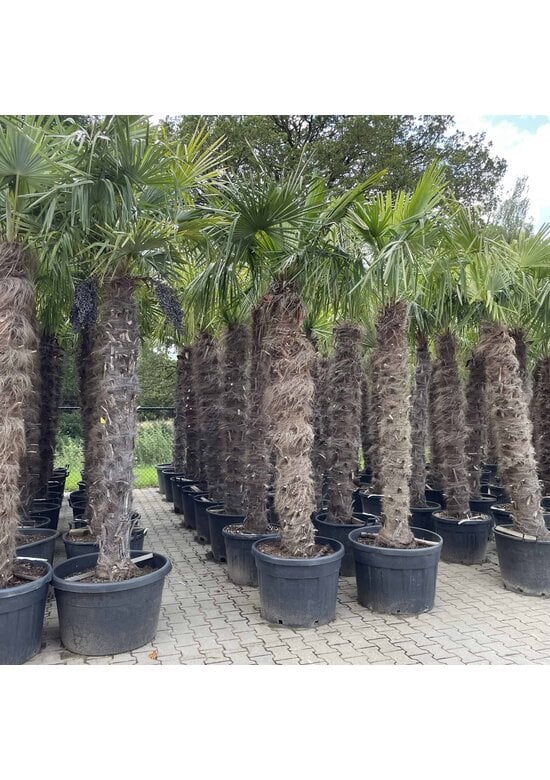Chinesische Hanfpalme | Trachycarpus fortunei