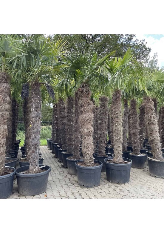 Chinesische Hanfpalme | Trachycarpus fortunei