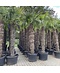 Chinesische Hanfpalme | Trachycarpus fortunei