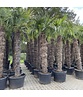 Chinesische Hanfpalme | Trachycarpus fortunei