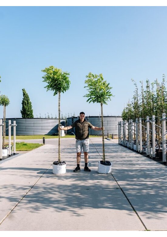 Kugelakazie | Robinia pseudoacacia 'Umbraculifera'