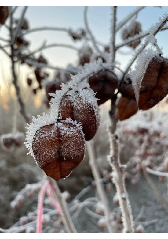 Blasenbaum Mehrstämmig | Koelreuteria paniculata