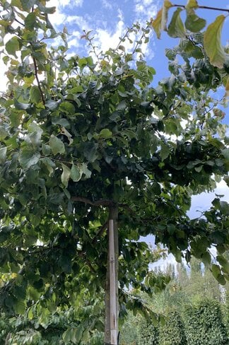 Eisenholzbaum dachform | Parrotia persica