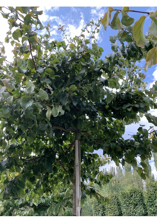 Eisenholzbaum dachform | Parrotia persica