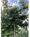 Eisenholzbaum dachform | Parrotia persica