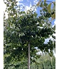 Eisenholzbaum dachform | Parrotia persica