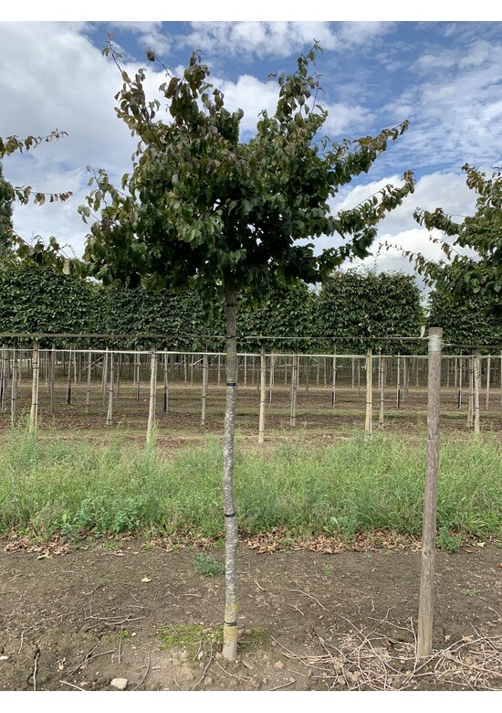 Eisenholzbaum dachform | Parrotia persica