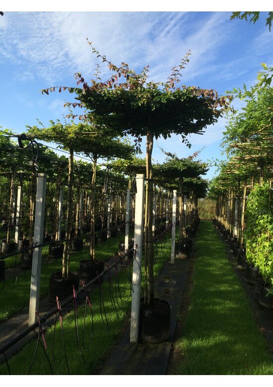 Eisenholzbaum dachform | Parrotia persica
