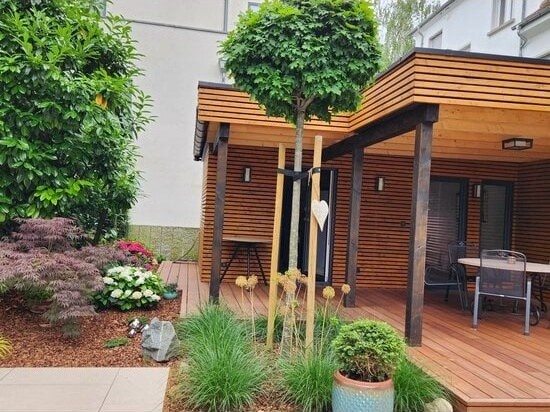 Kugelsumpfeiche 'Green Dwarf'