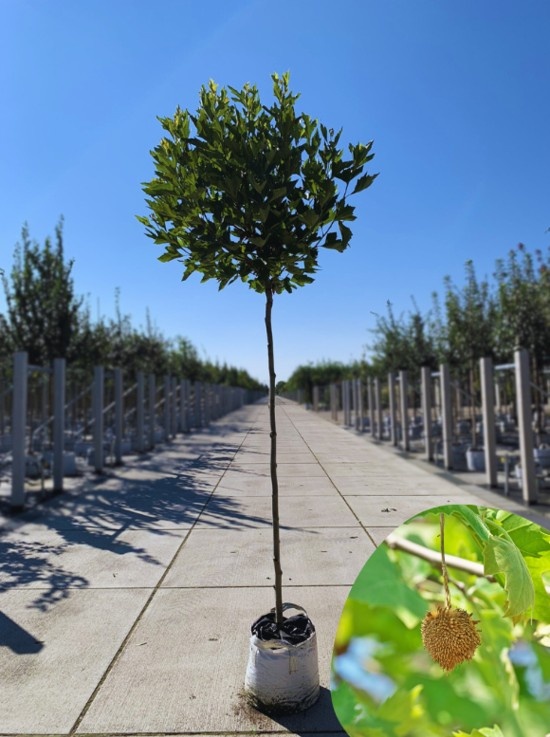 Kugelplatane 'Alphens Globe'