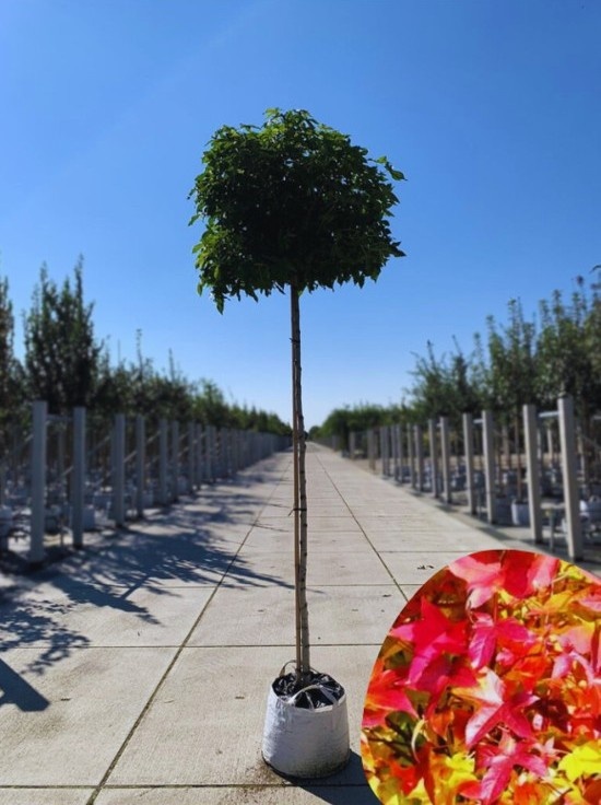 Kugelamberbaum 'Gumball'